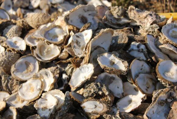 韩国浦项制铁与现代将牡蛎壳废料用于炼钢